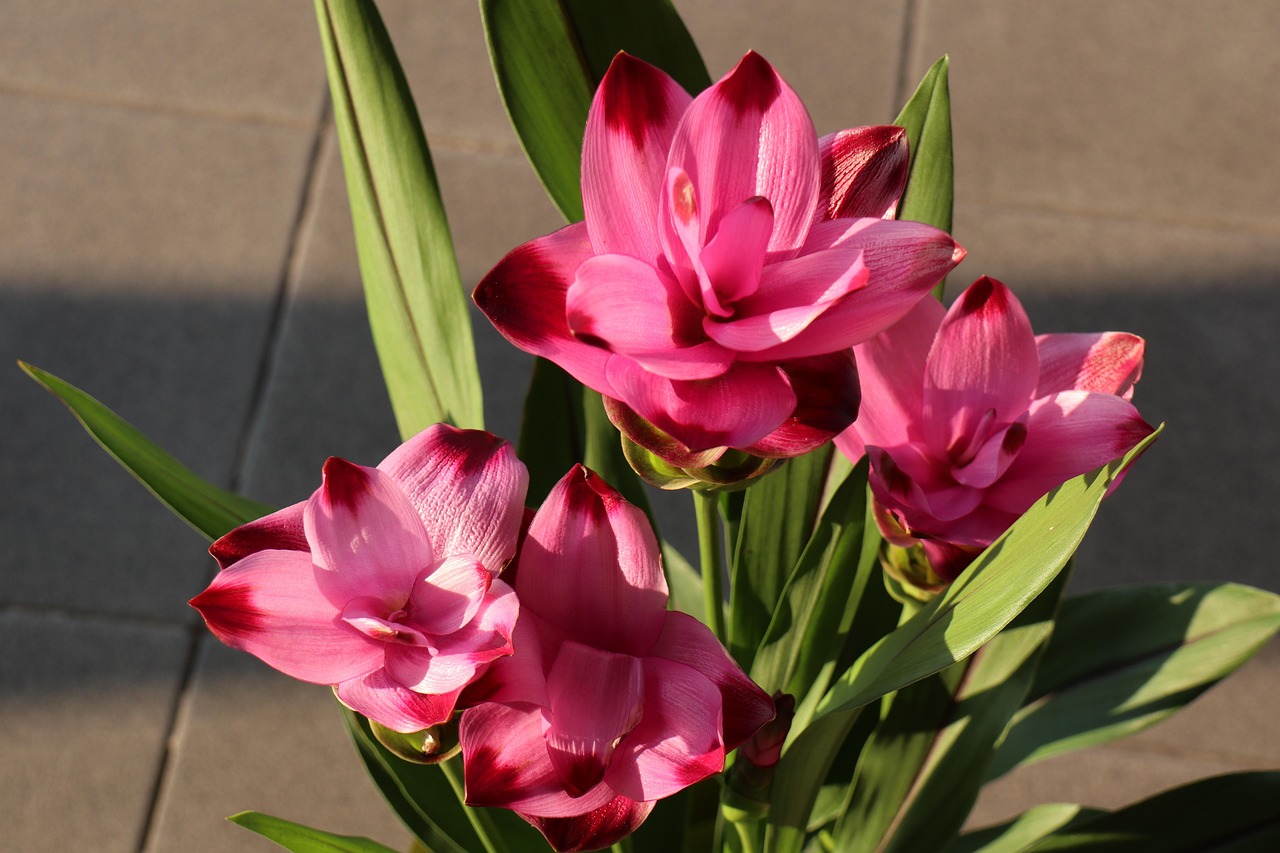 Vaso di curcuma con fiori vivaci e colorati che fioriscono per mesi.